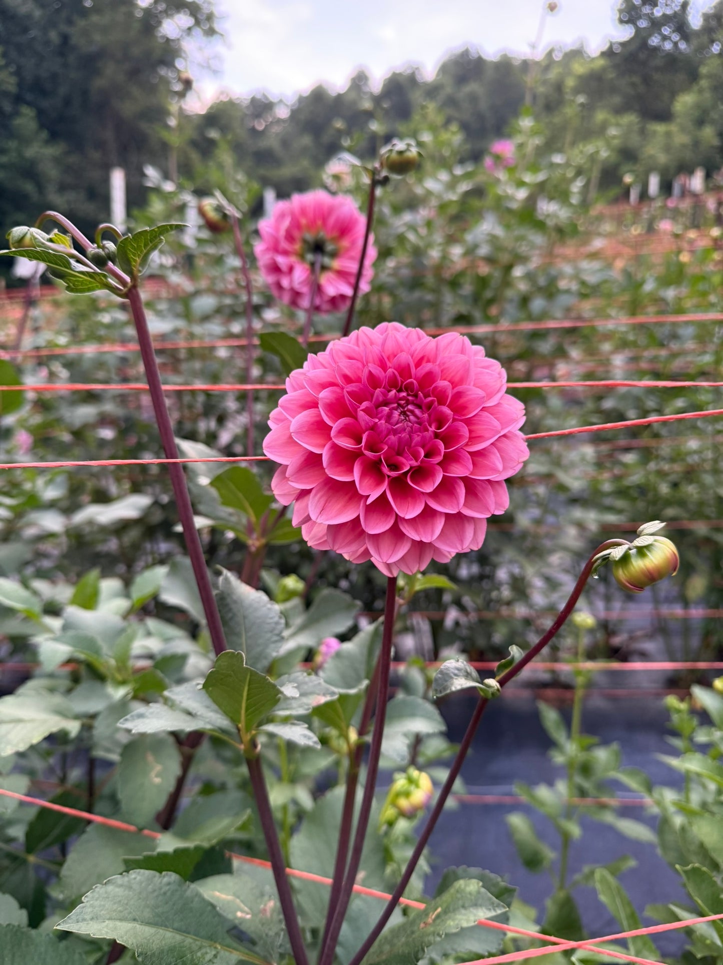 MFF Feelin' Cute Dahlia Tuber