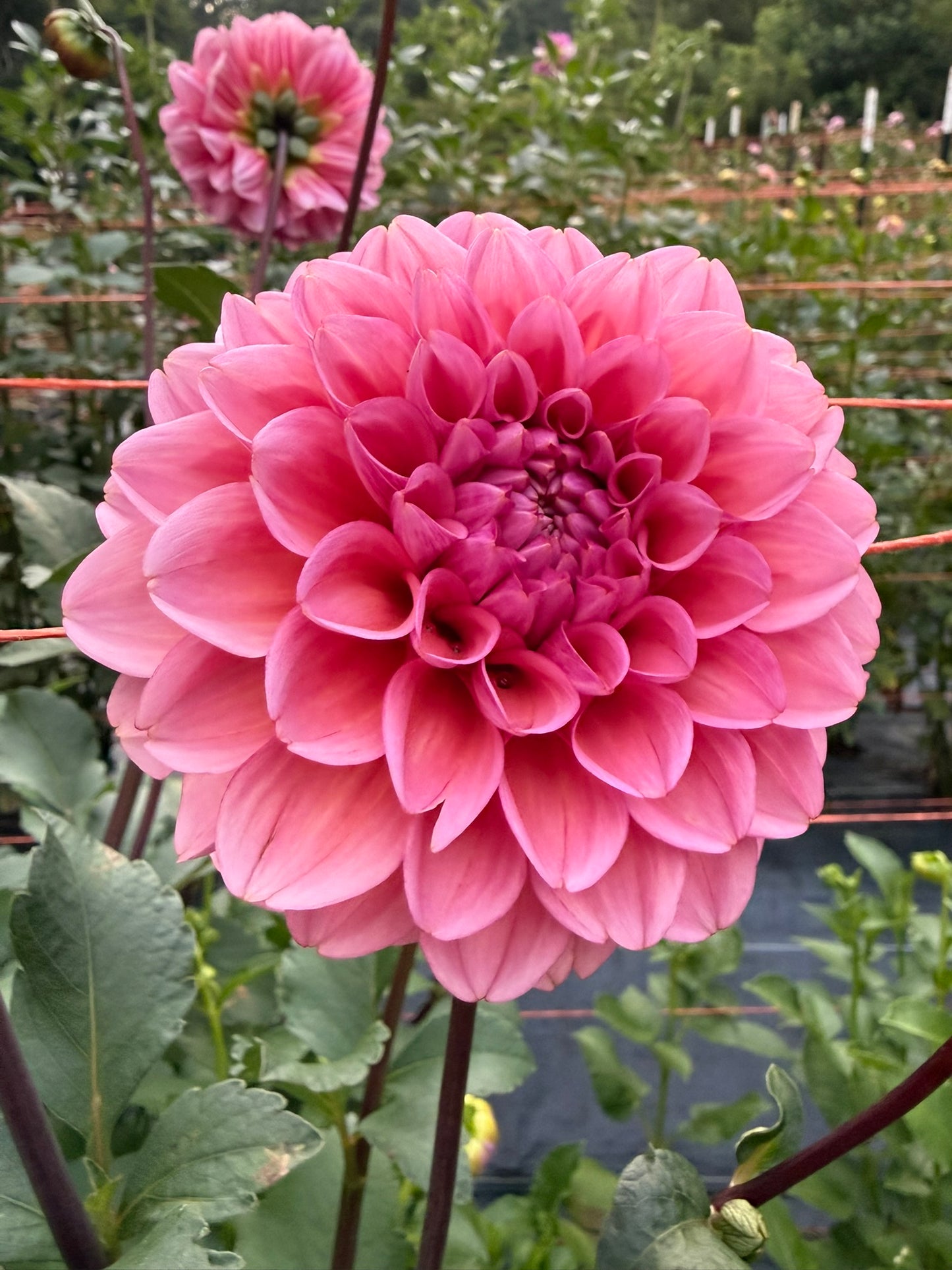 MFF Feelin' Cute Dahlia Tuber
