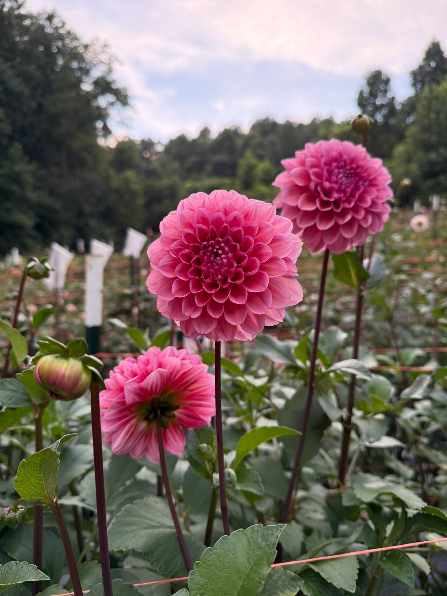MFF Feelin' Cute Dahlia Tuber
