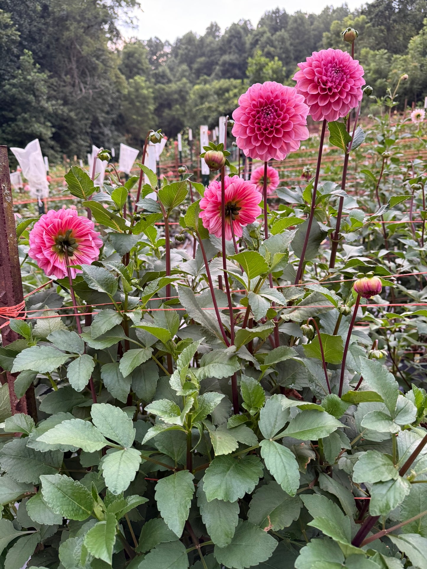 MFF Feelin' Cute Dahlia Tuber