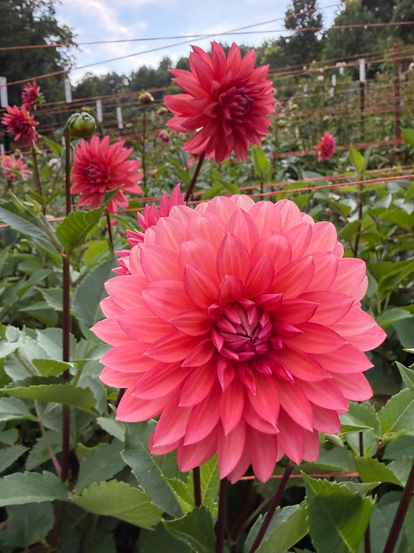Sandia Ruthie Dahlia Tuber