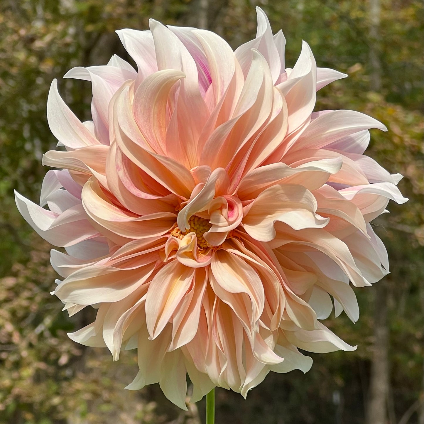 Cafe Au Lait Dahlia Tubers Bulk Lot of 5