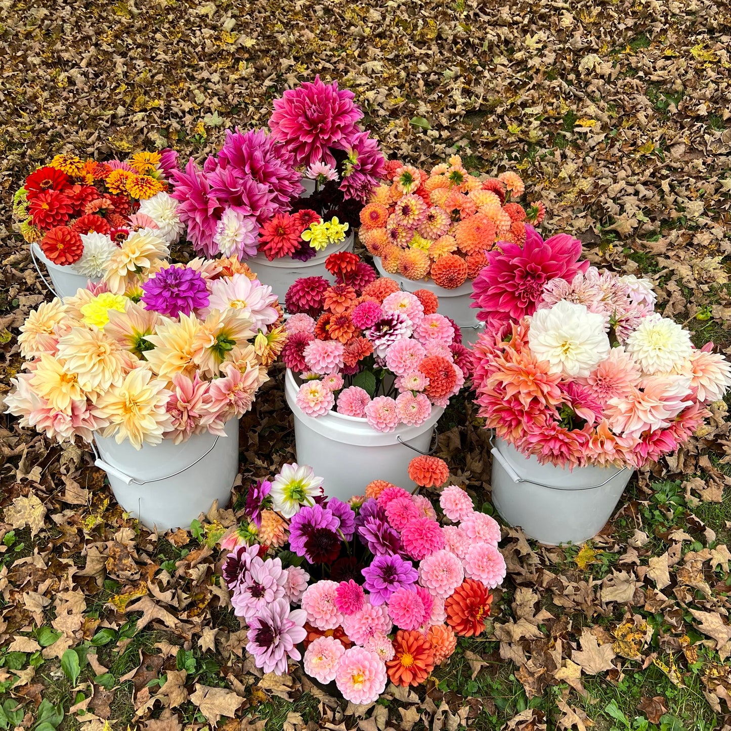 Mystery Dahlia Tuber