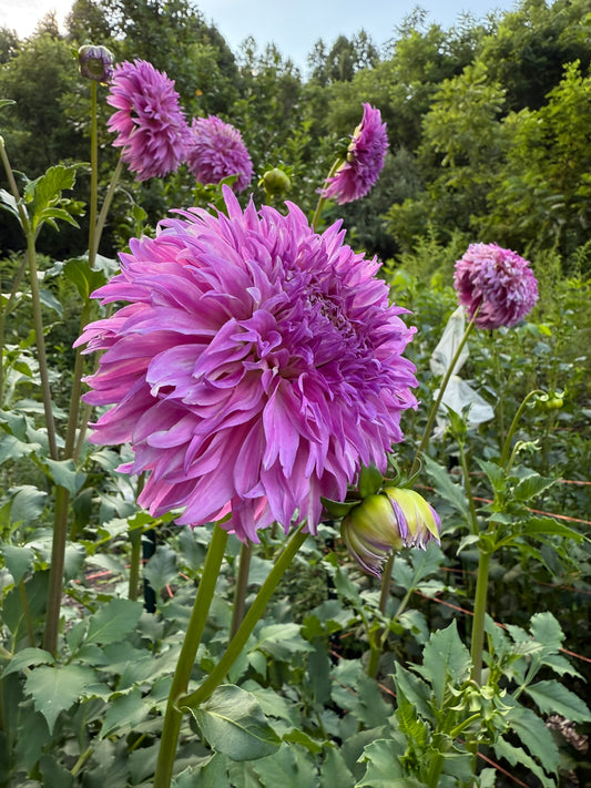 Lee's Lilac Fizz Dahlia Tuber