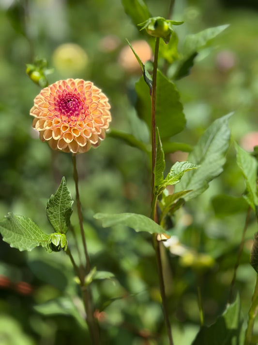 Ferncliff Spice Dahlia Tuber