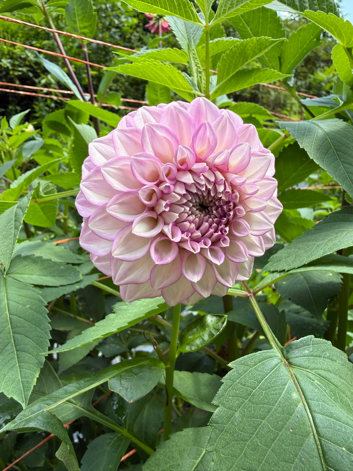 MFF Cotton Candy Dahlia Tuber