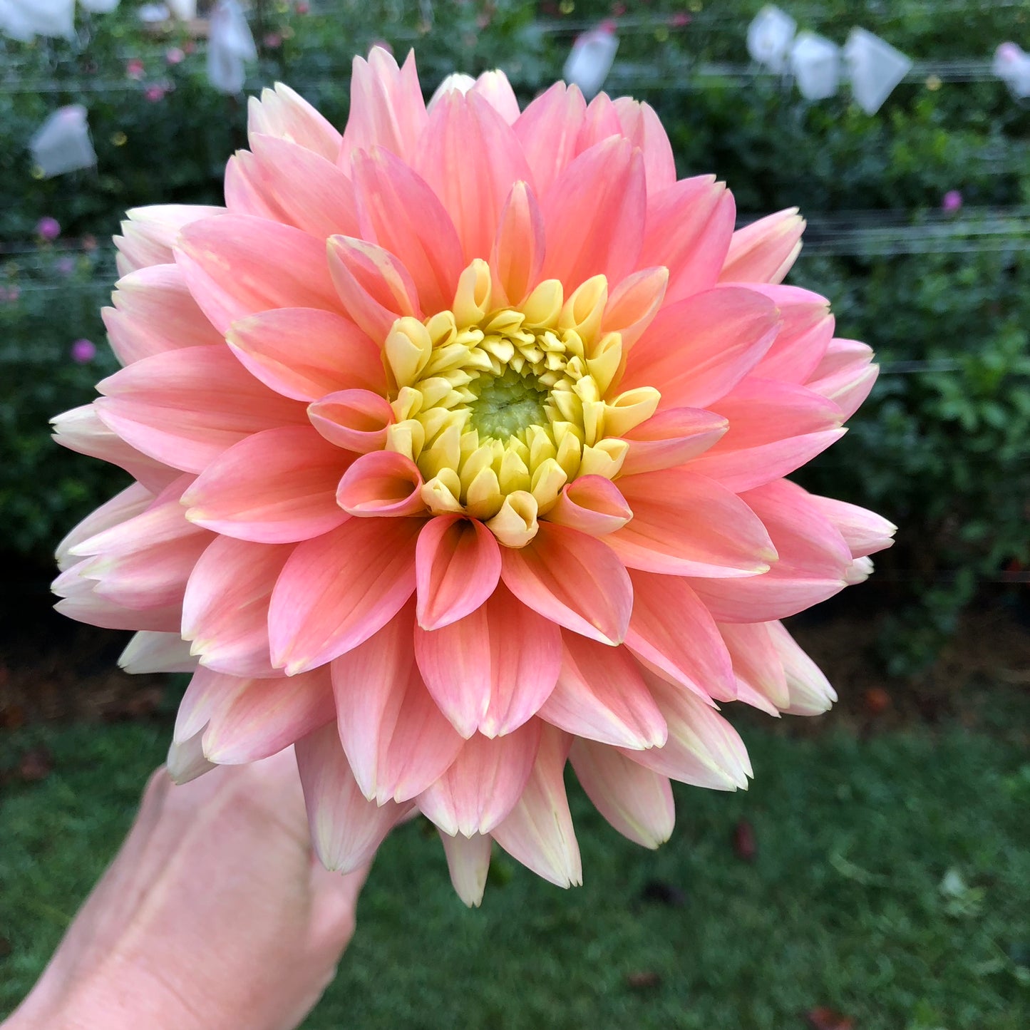 Verkist Tranquility Dahlia Tuber