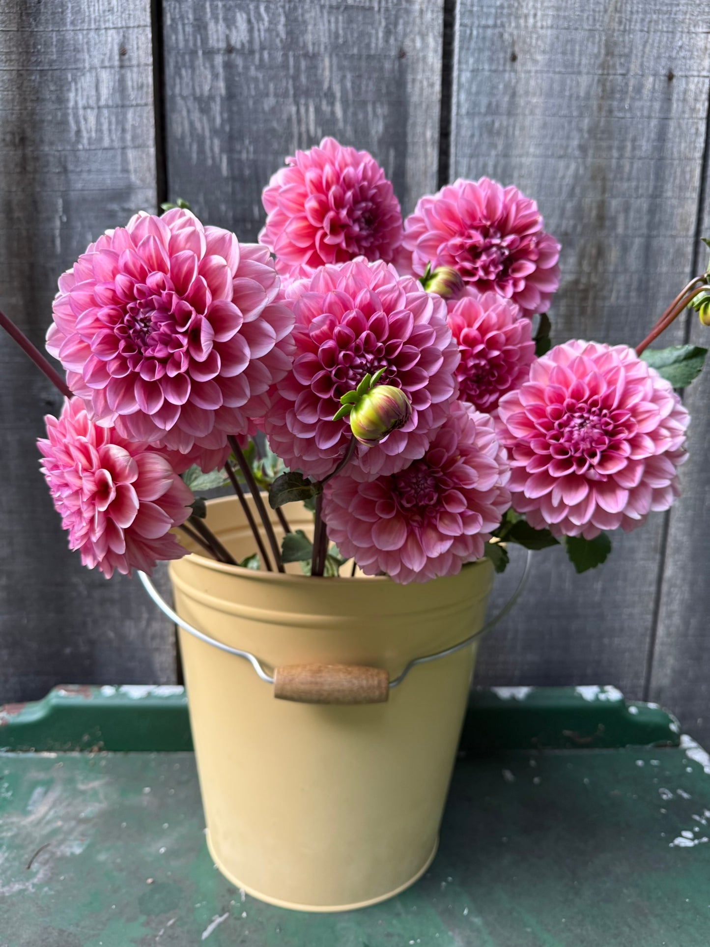 MFF Feelin' Cute Dahlia Tuber