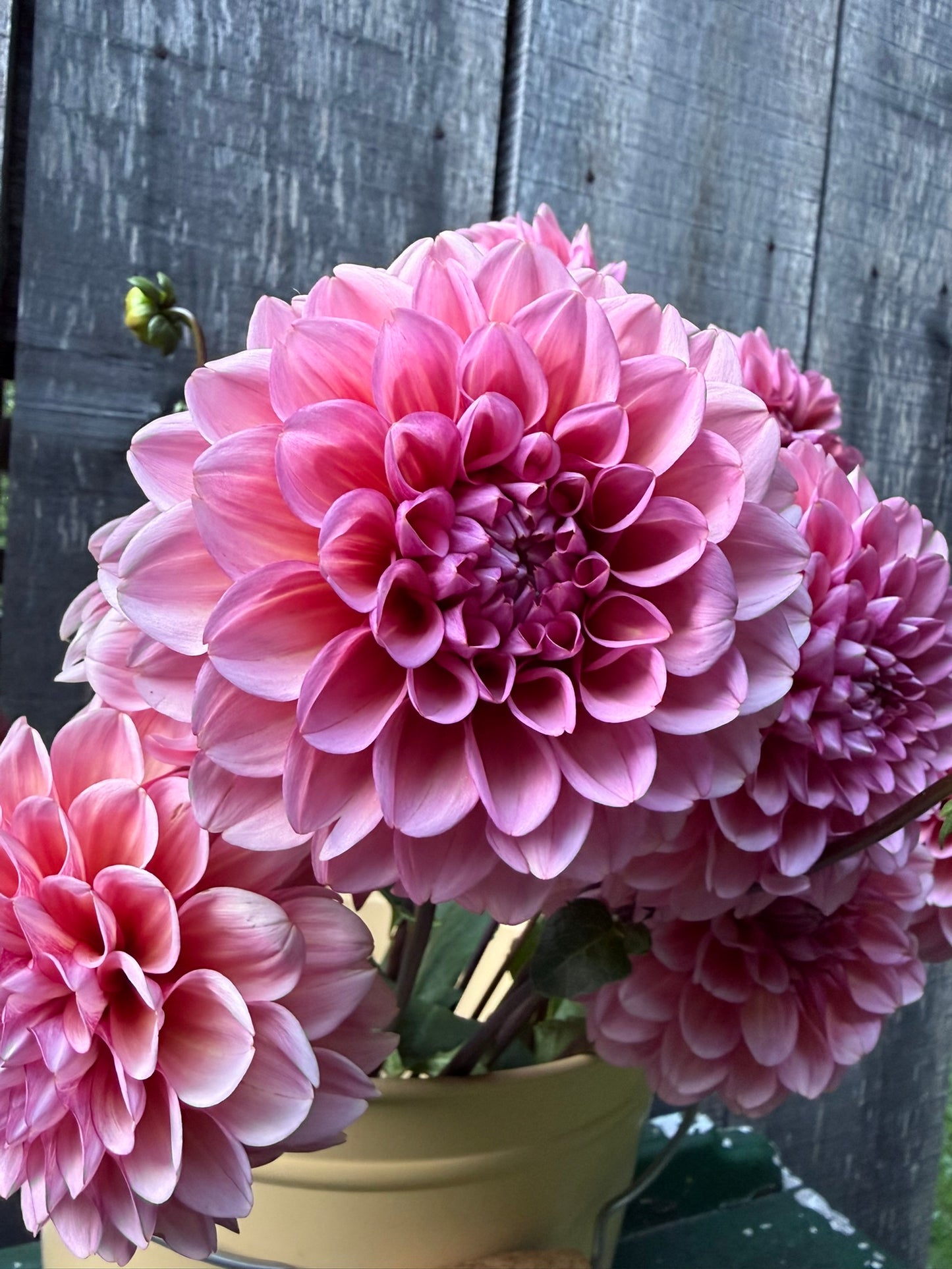 MFF Feelin' Cute Dahlia Tuber