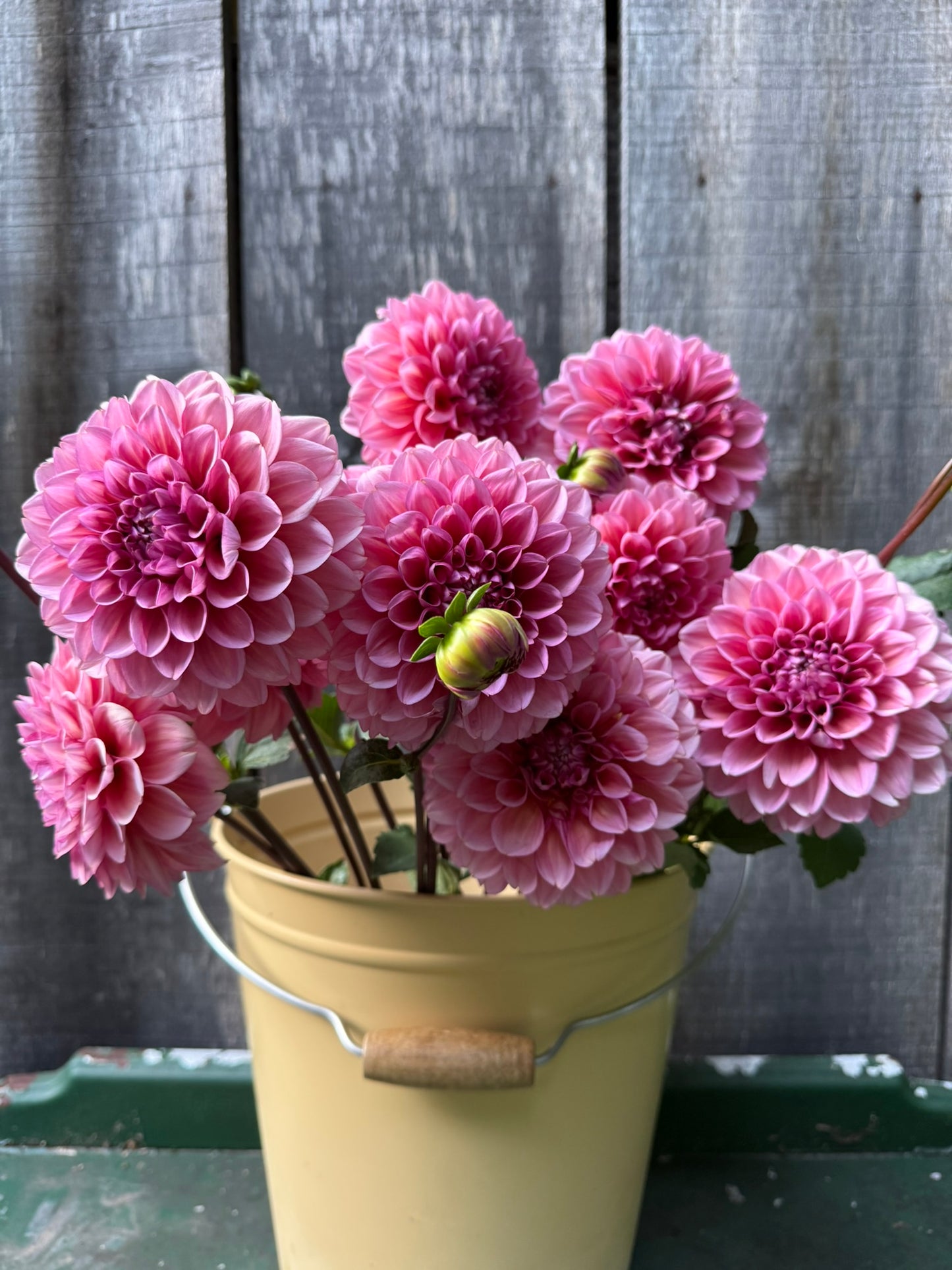 MFF Feelin' Cute Dahlia Tuber