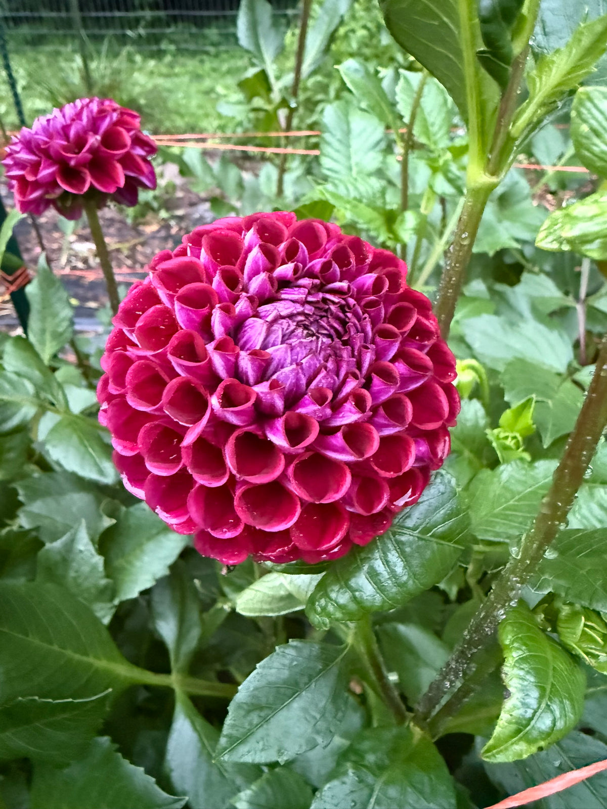 Ivanetti Dahlia Tuber