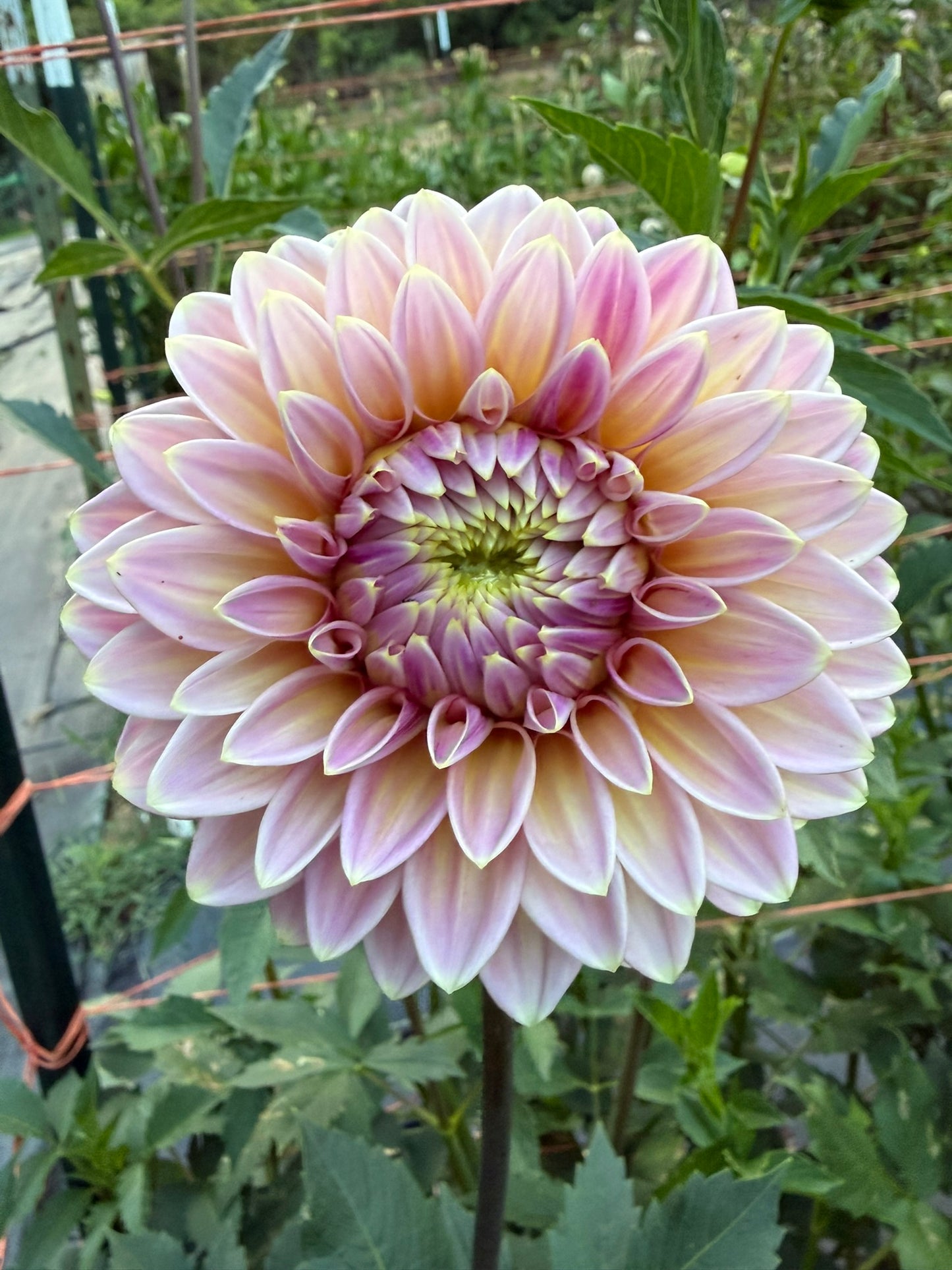 Bloomquist Mojo Dahlia Tuber
