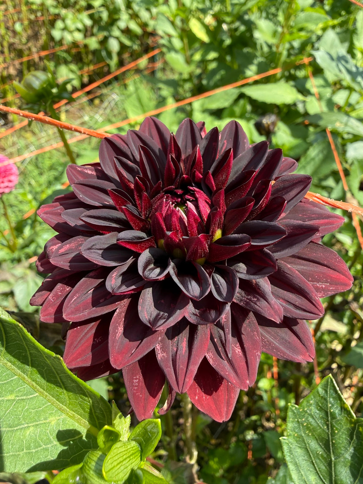 Czarny Charakter Dahlia Tuber