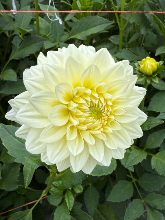 Lee's S'more Dahlia Tuber