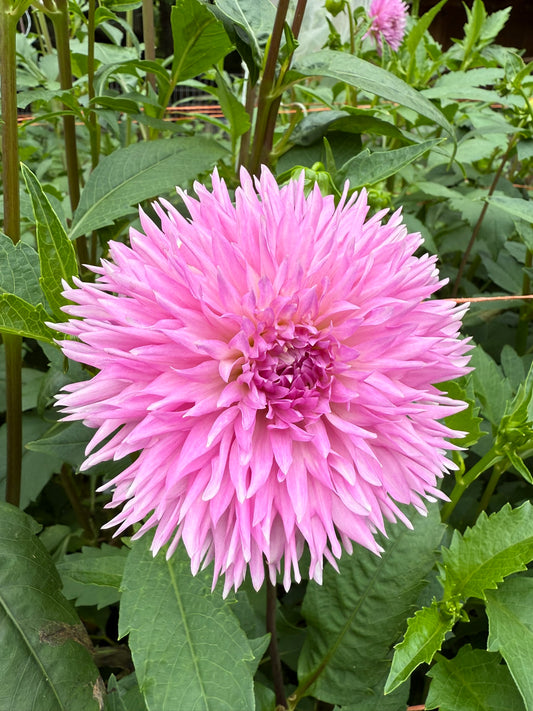 Lee's Queen Pueta Dahlia Tuber