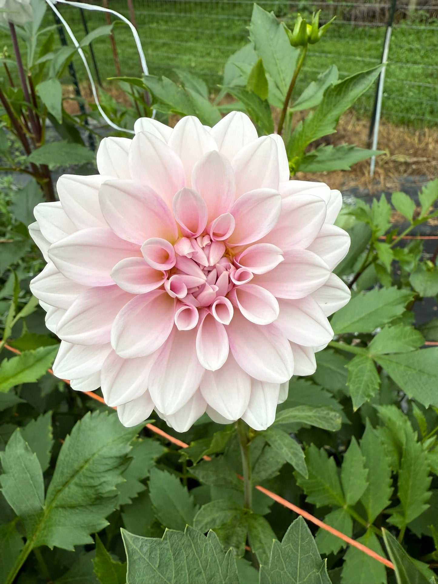 Lee's Lilly Pilly Dahlia Tuber