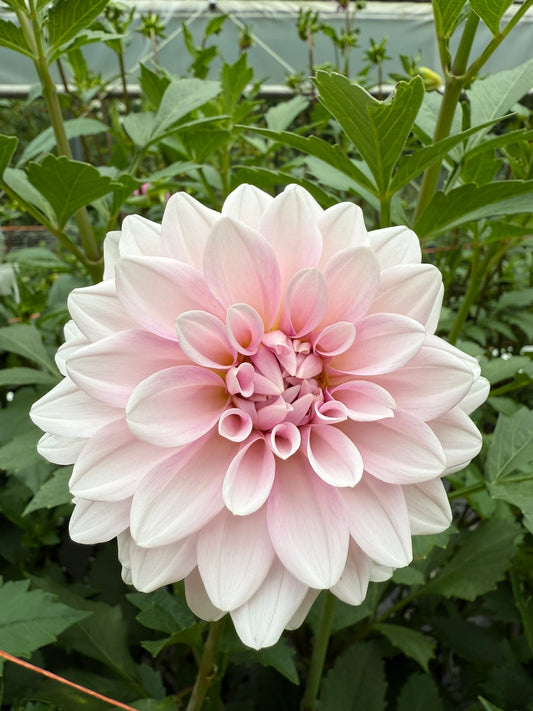 Lee's Lilly Pilly Dahlia Tuber