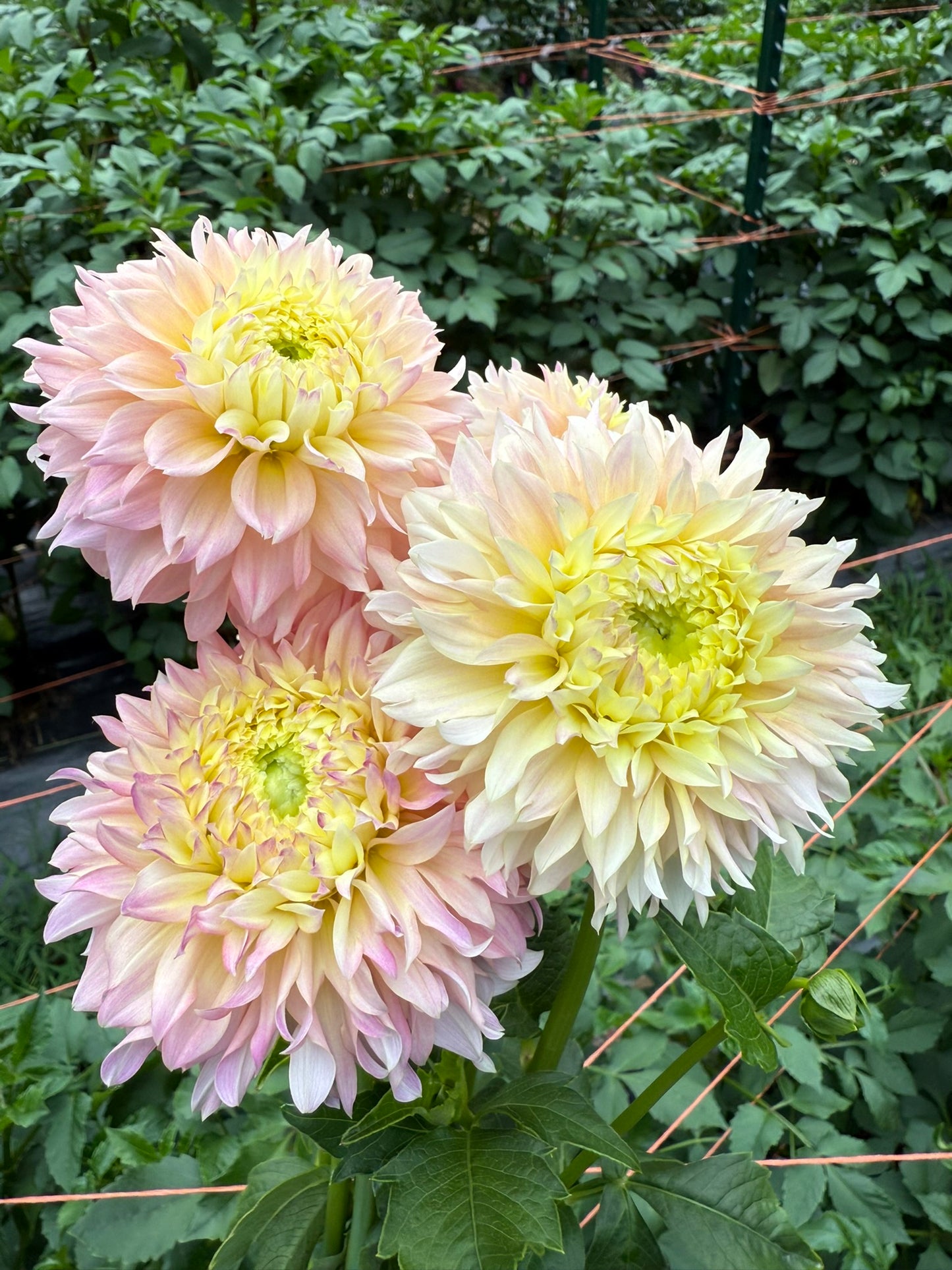 Elks Tennley Rose Dahlia Tuber