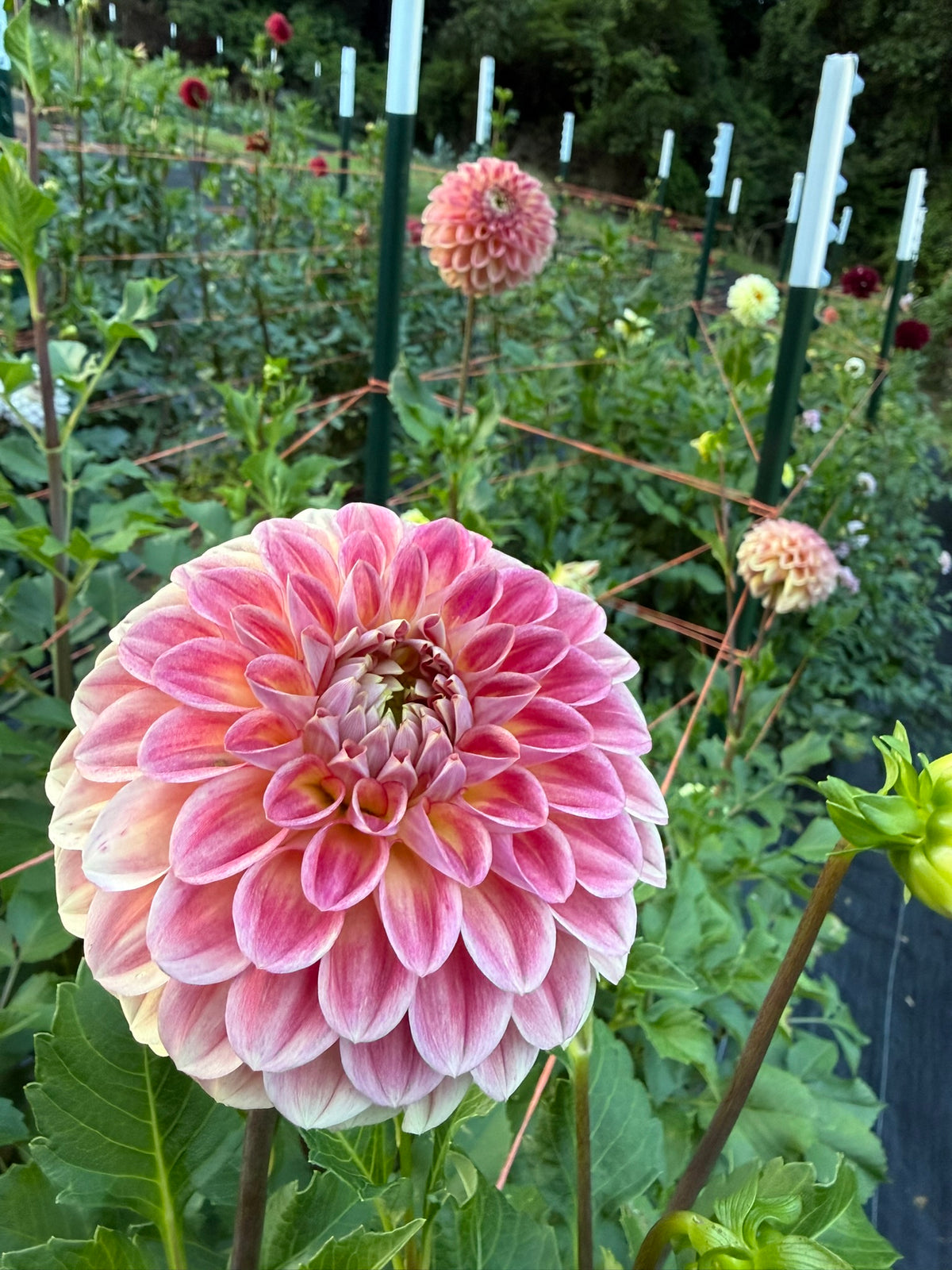 RM James Dahlia Tuber