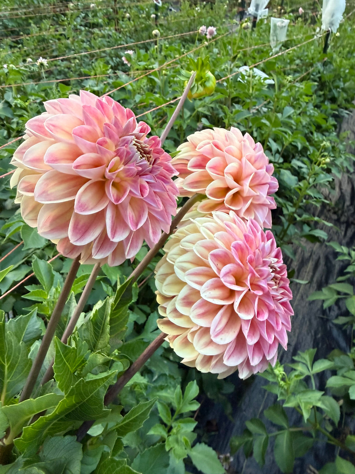 RM James Dahlia Tuber