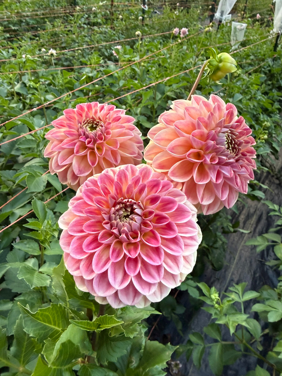RM James Dahlia Tuber