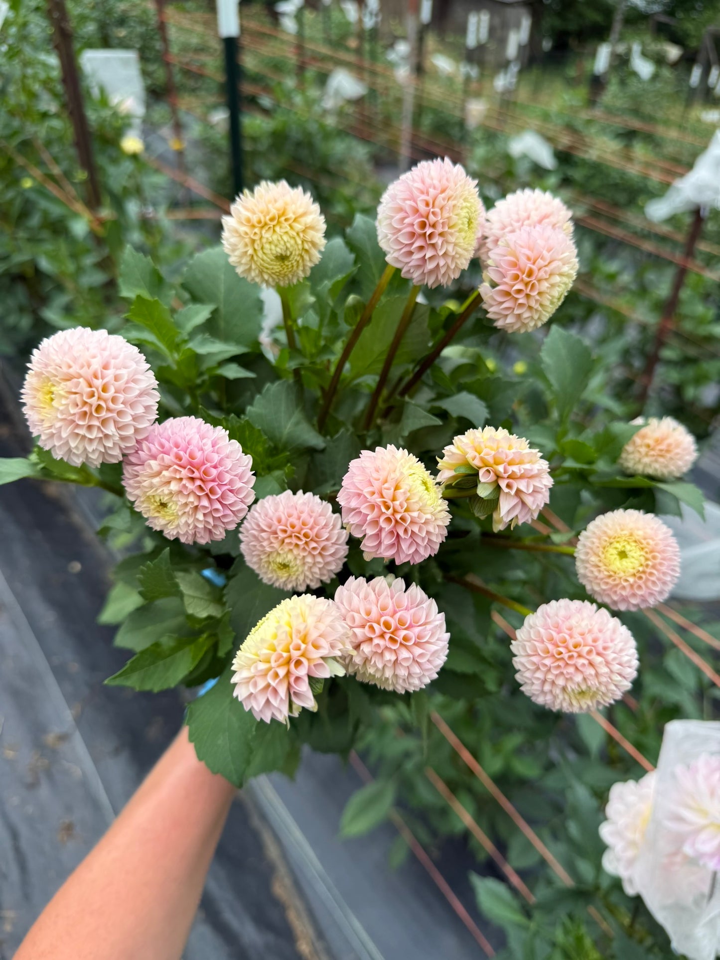 Irish D Porter Dahlia Tuber