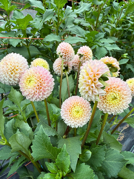 Irish D Porter Dahlia Tuber