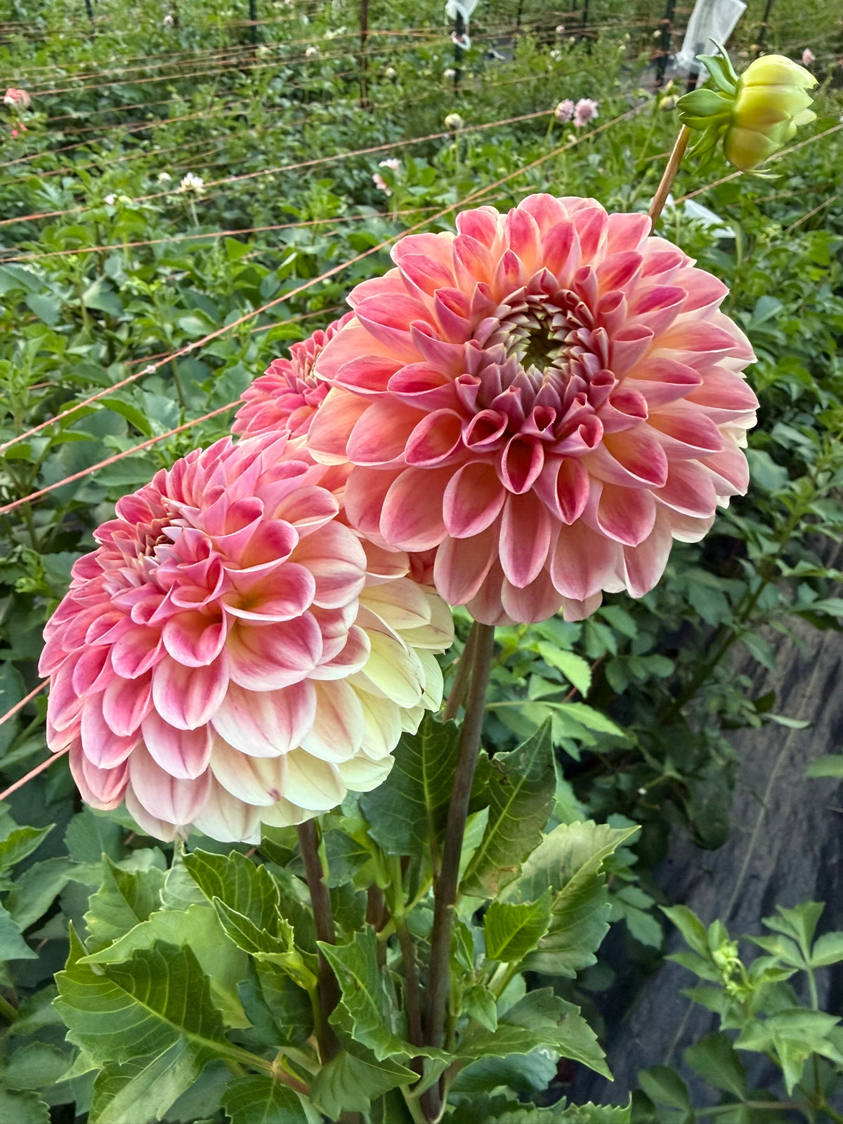 RM James Dahlia Tuber