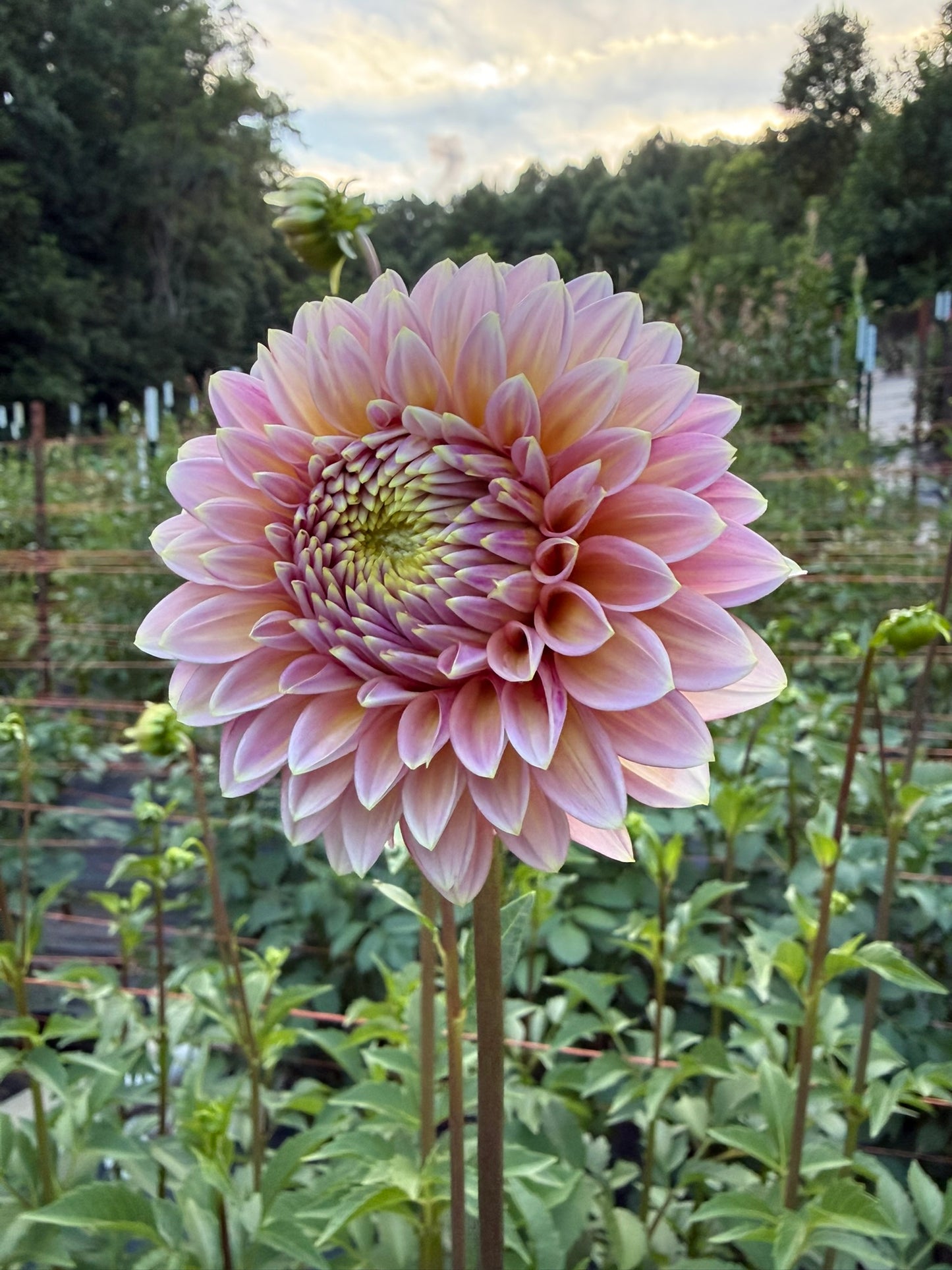 Bloomquist Mojo Dahlia Tuber