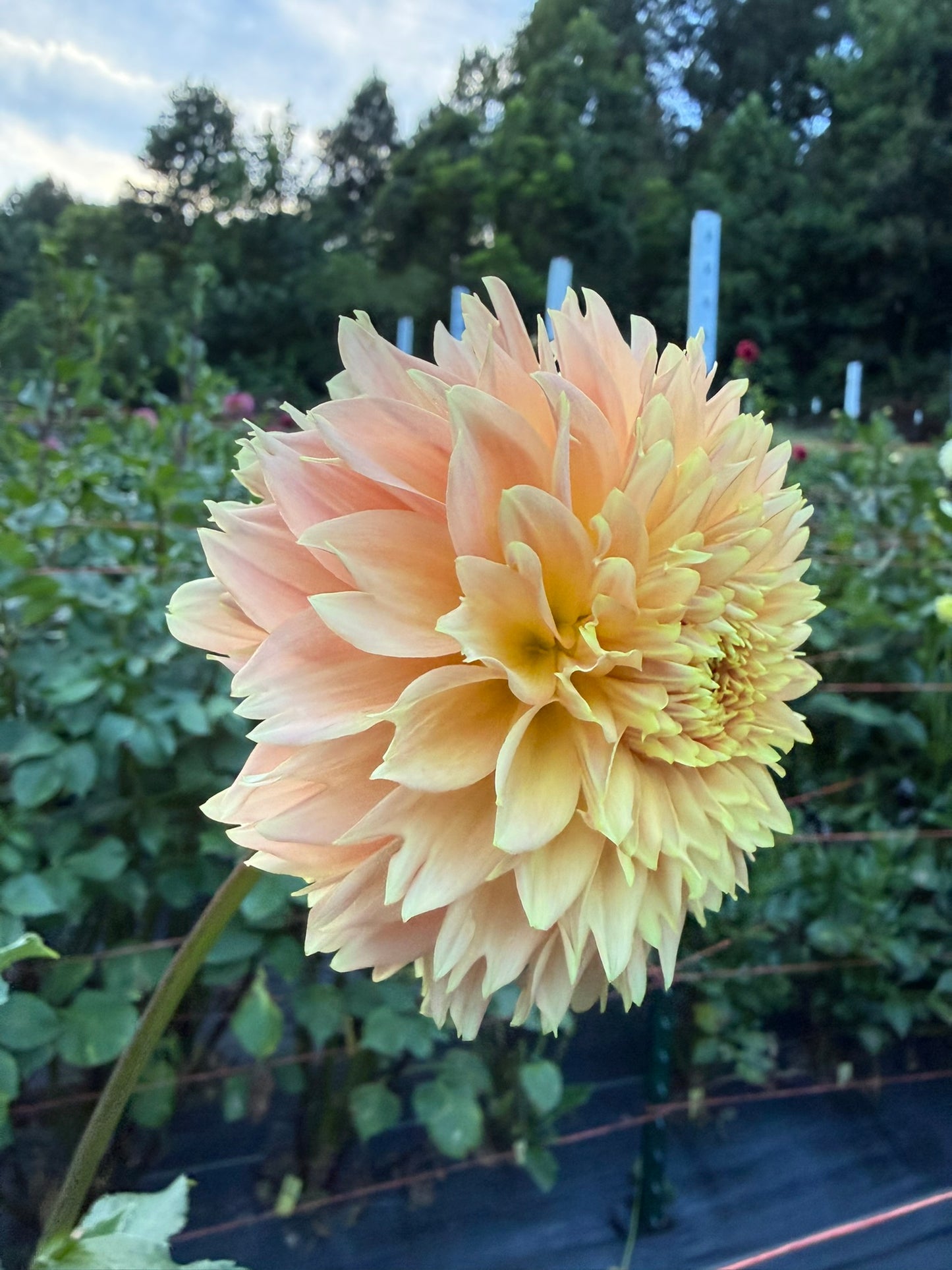Bloomquist Sue Dahlia Tuber