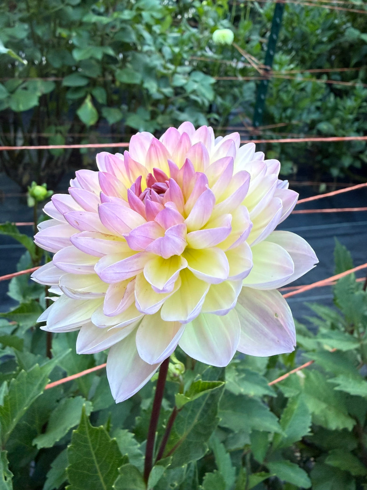 Sandia Bliss Dahlia Tuber