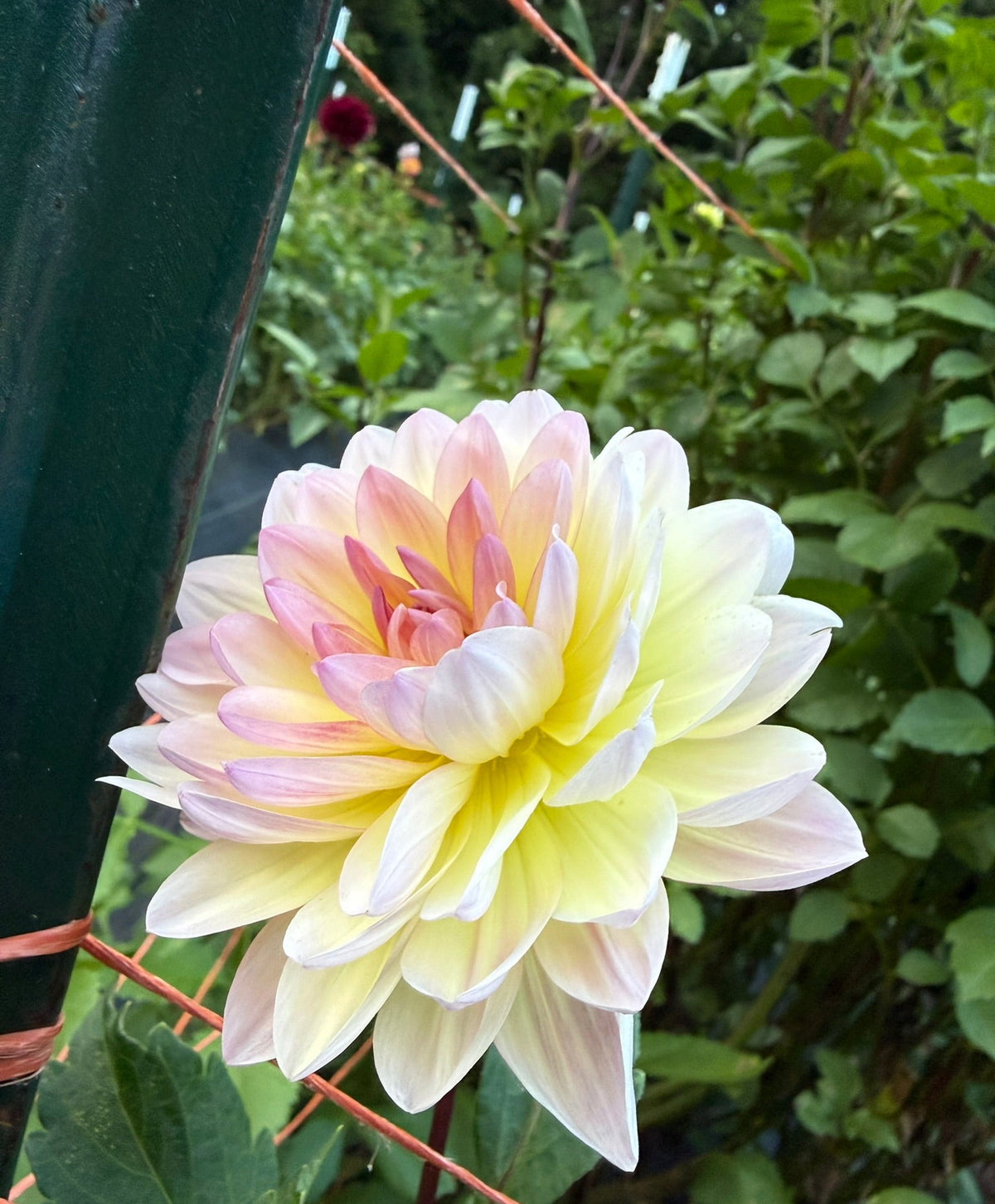 Sandia Bliss Dahlia Tuber