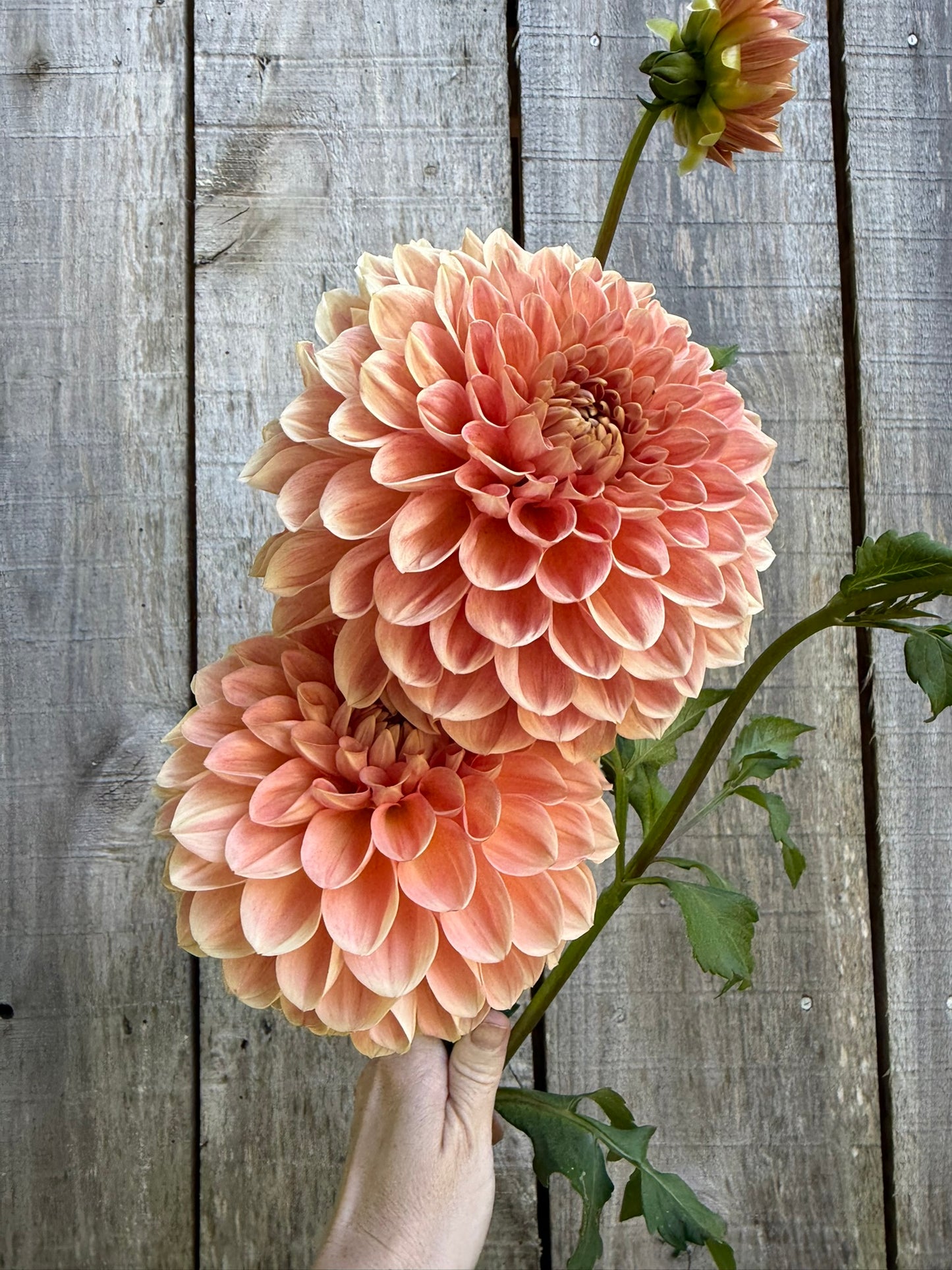 Lakeview Lady Dahlia Tuber