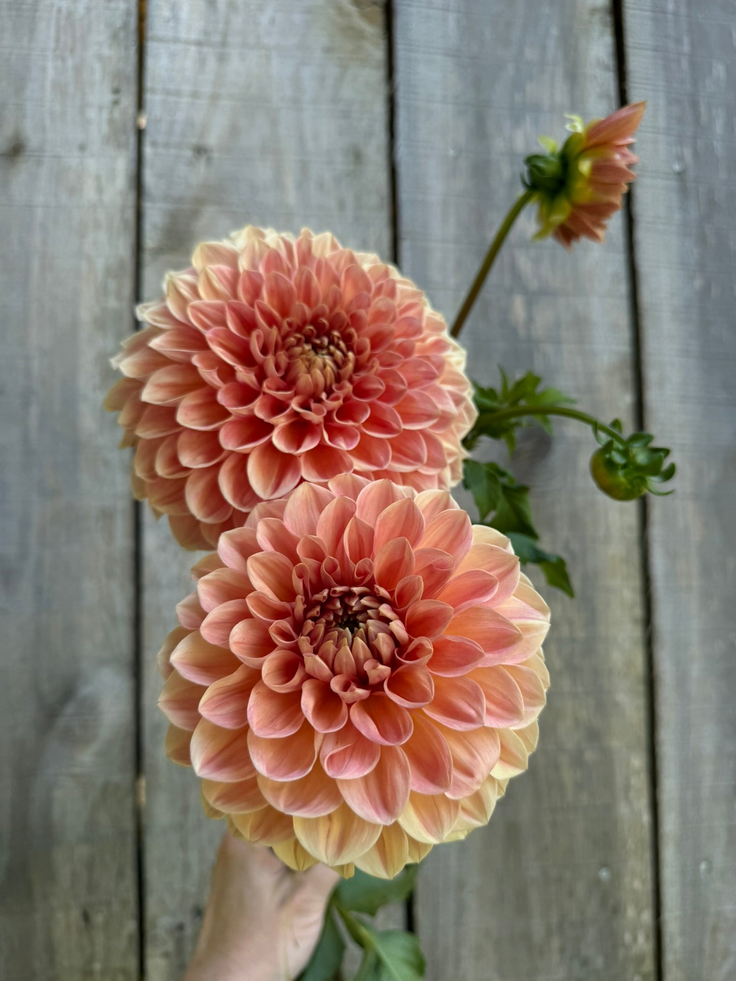 Lakeview Lady Dahlia Tuber