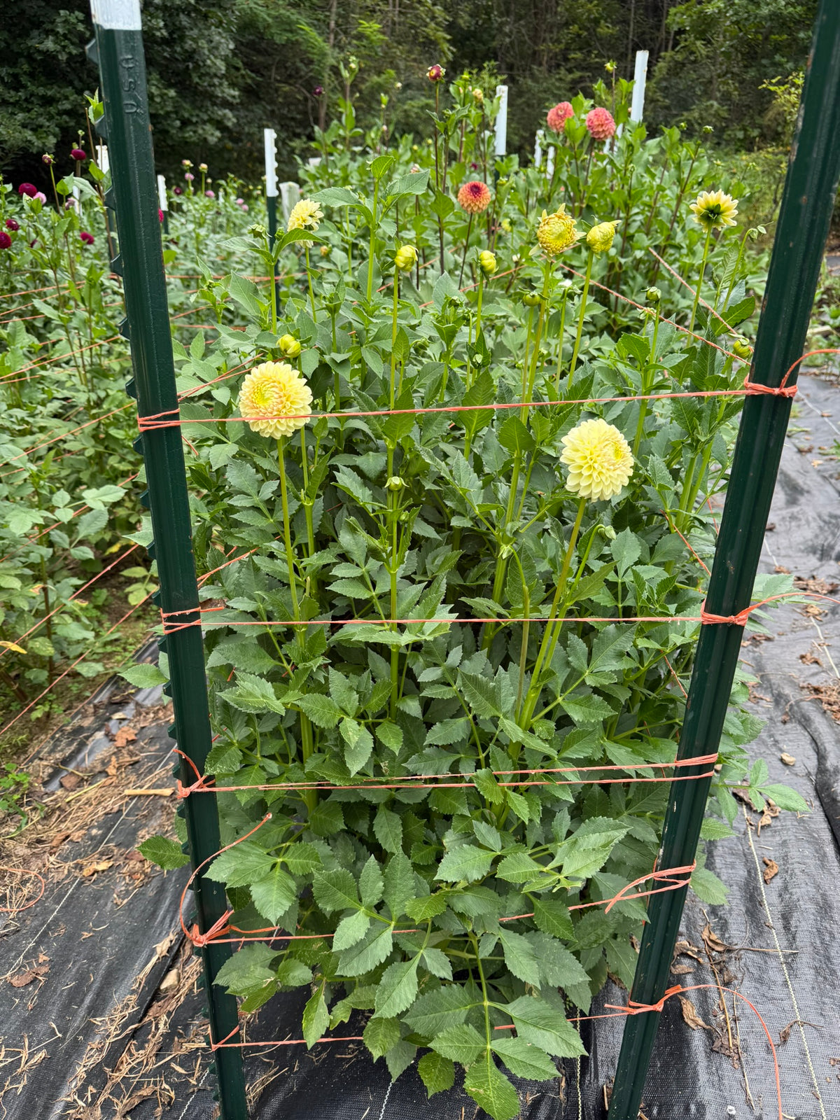 Skipley Moonglow Dahlia Tuber