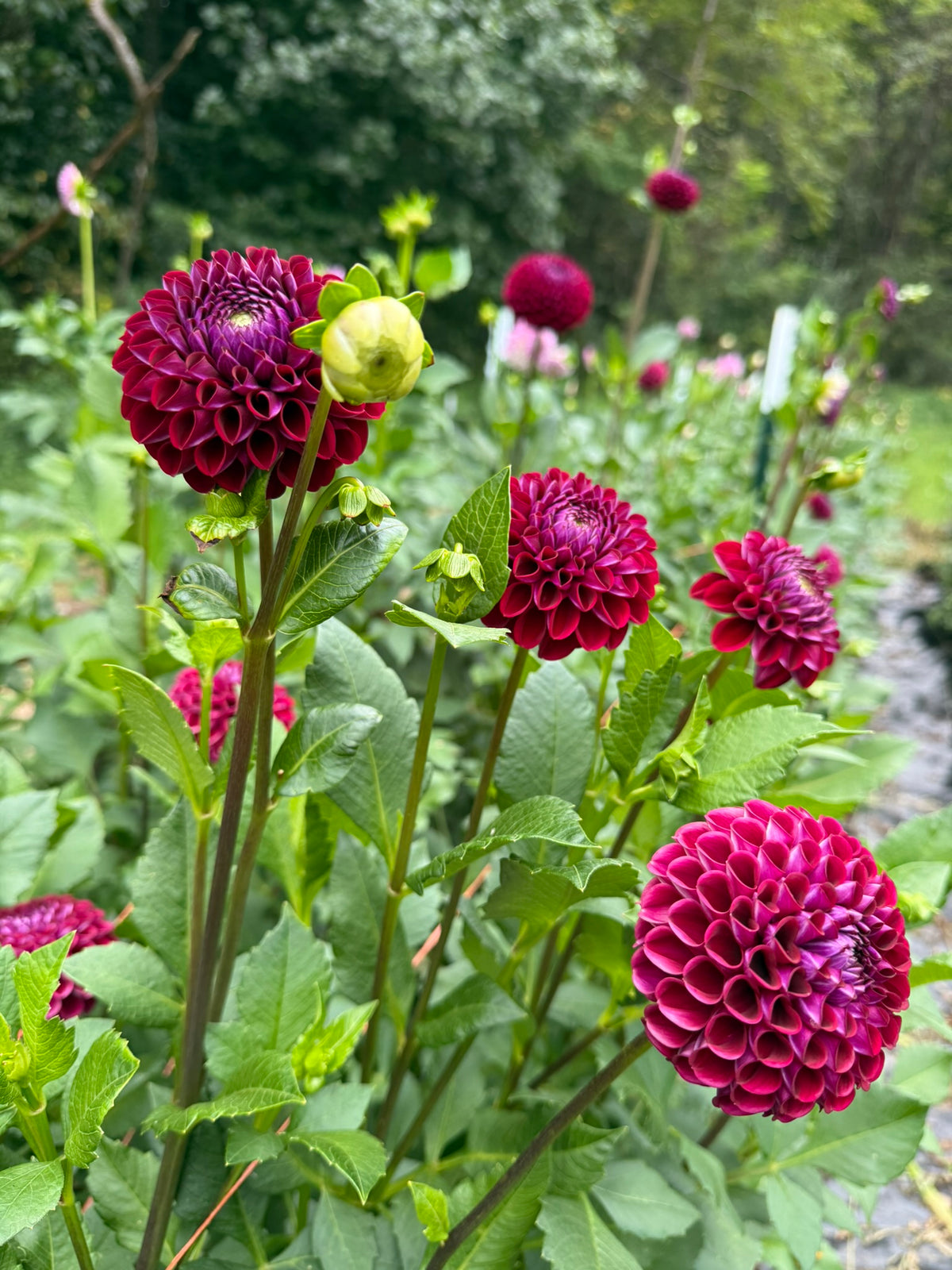 Ivanetti Dahlia Tuber