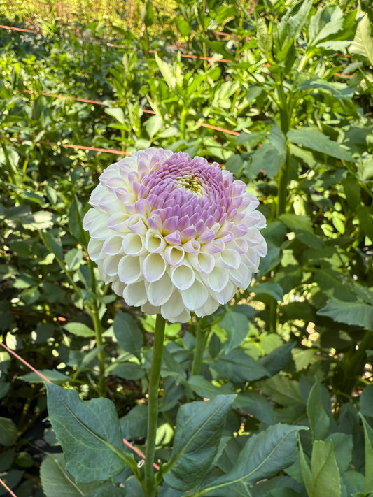 Hollyhill Miss White Dahlia Tuber