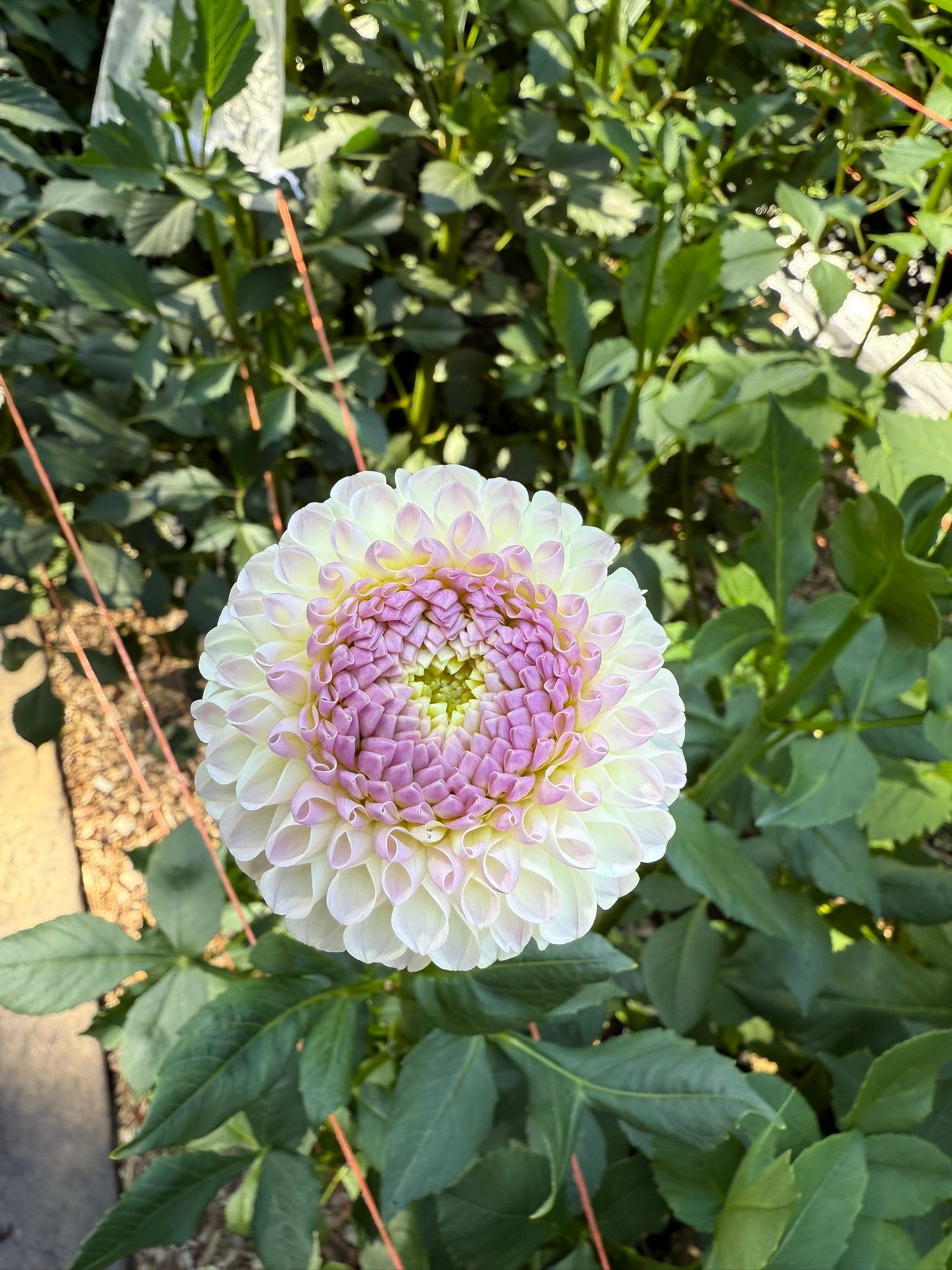 Hollyhill Miss White Dahlia Tuber