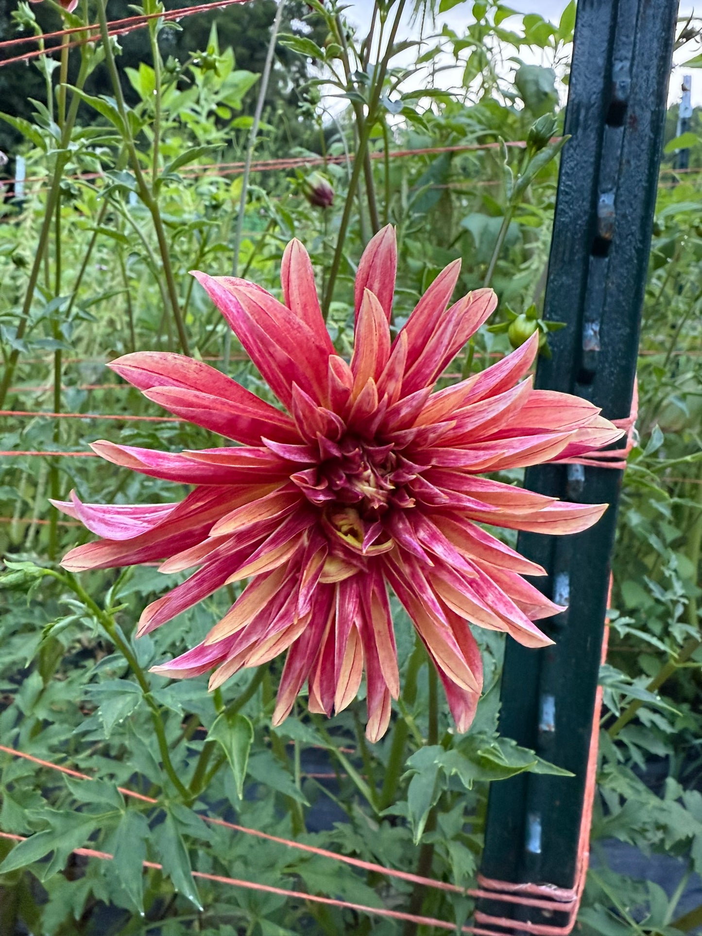 Giraffe Dahlia Tuber