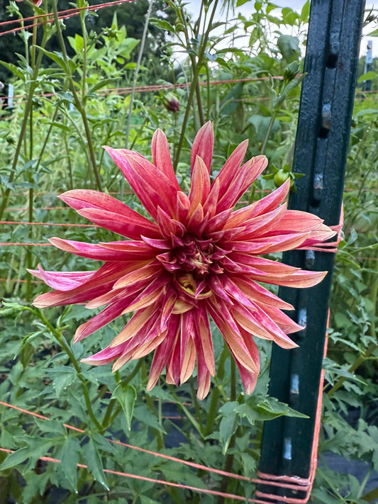 Giraffe Dahlia Tuber
