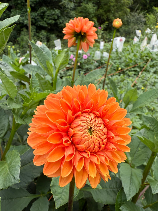 Maarn Dahlia Tuber