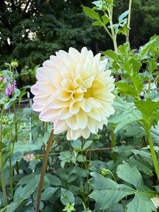 Lee's Sandusky Dahlia Tuber