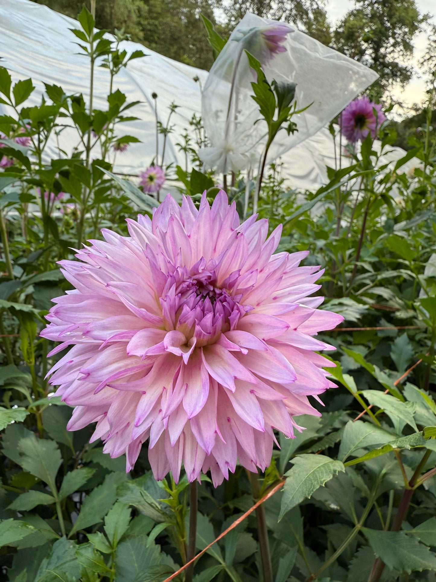 Dahlia Seeds Specialty Mix 25 Seeds