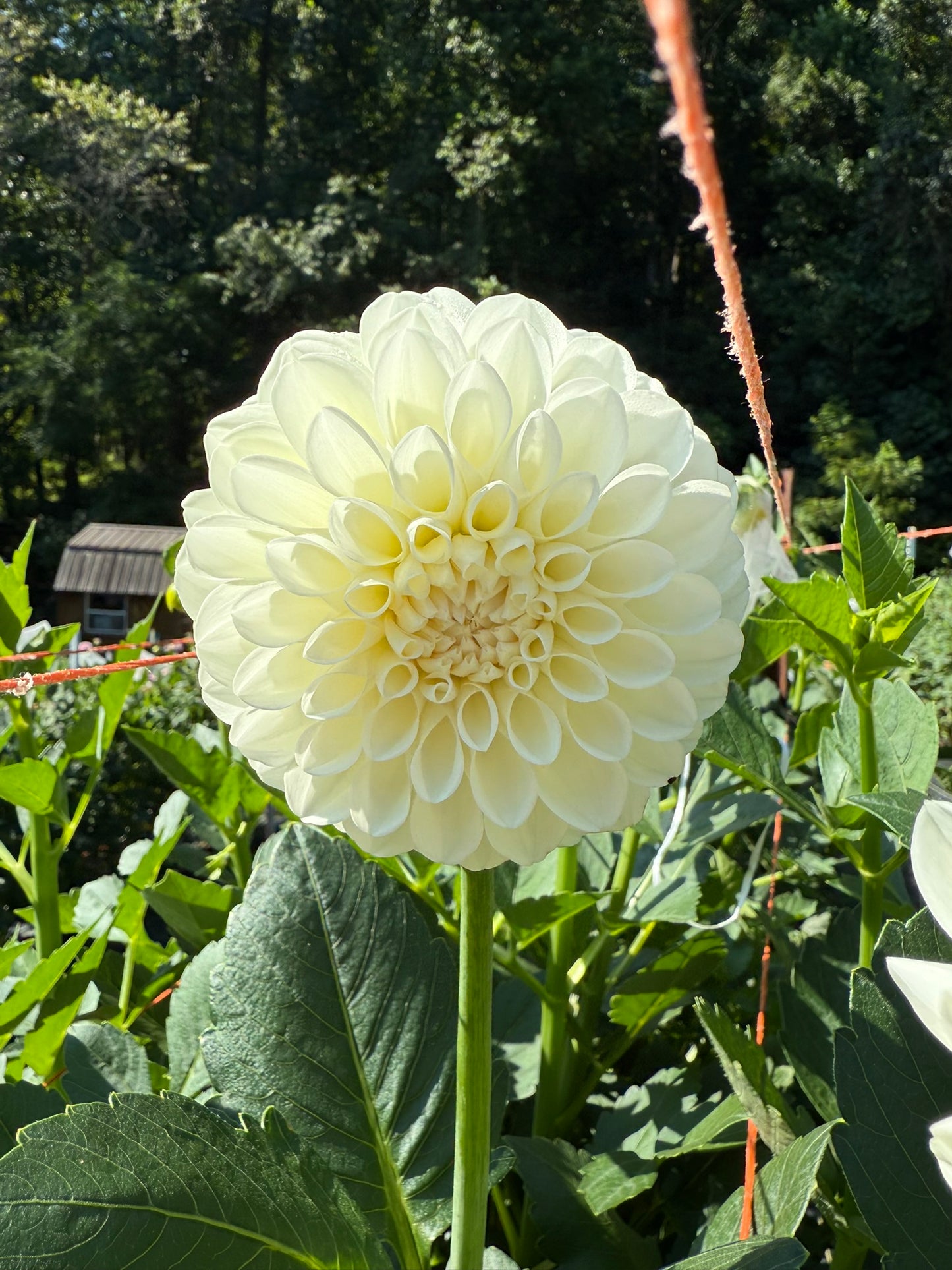 Boom Boom White Dahlia Tuber