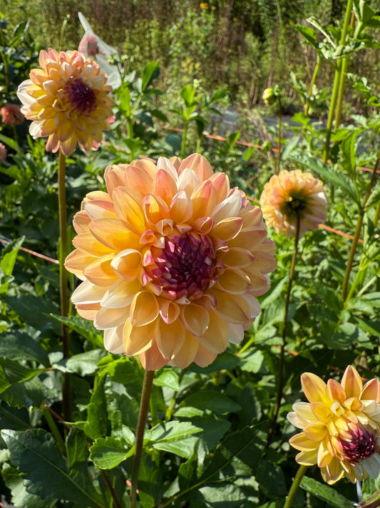 Double Jill Dahlia Tuber