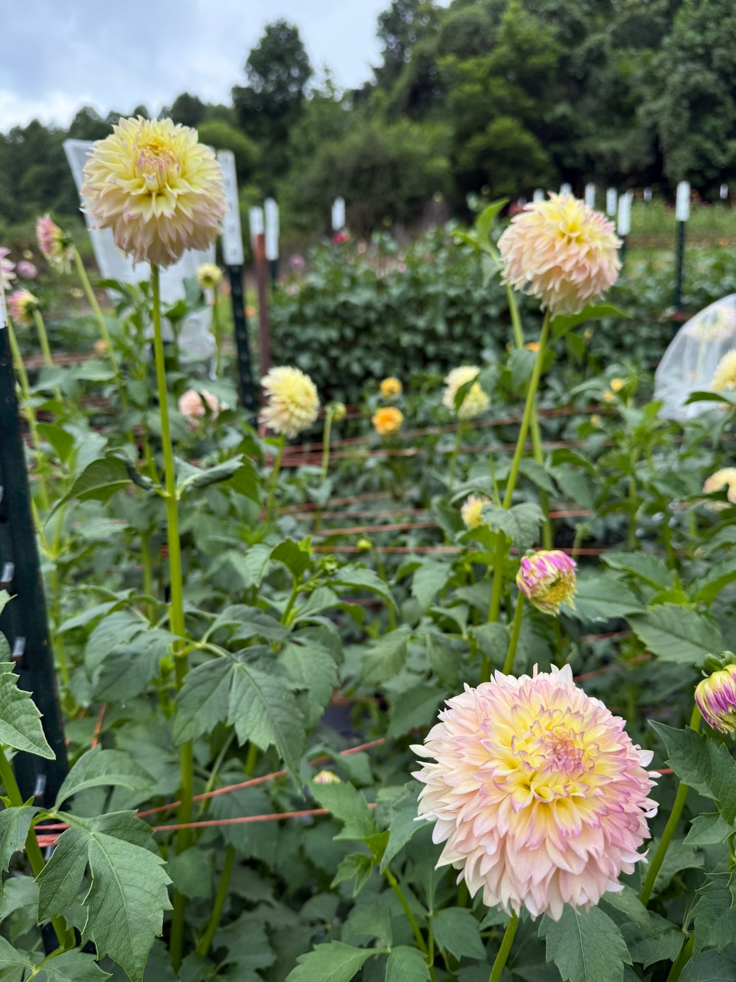 Elks Tennley Rose Dahlia Tuber