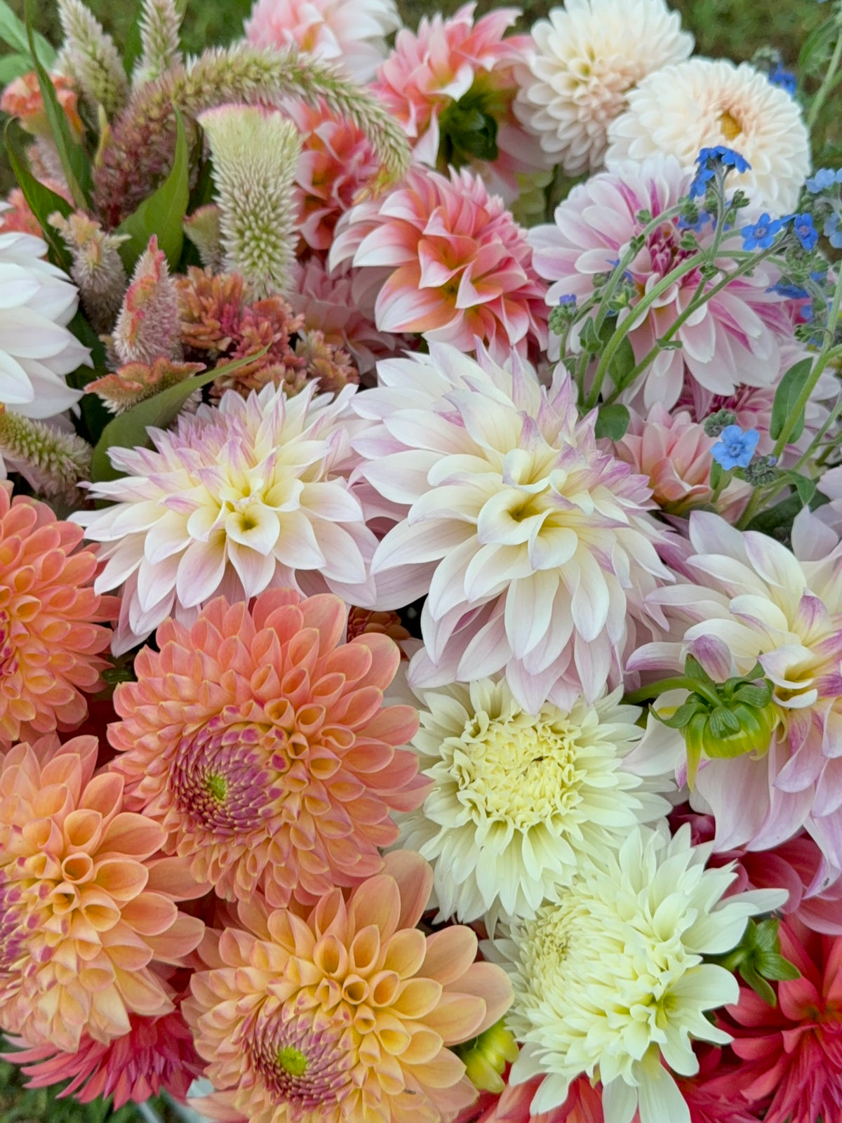 Mystery Dahlia Tuber