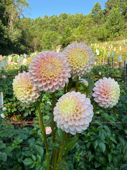 Hollyhill Pollyanna Dahlia Tuber