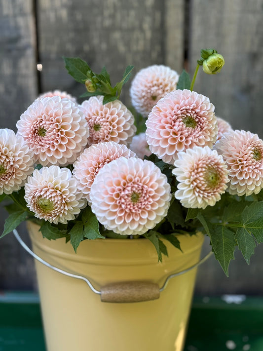 Lee's Kewpie Dahlia Tuber