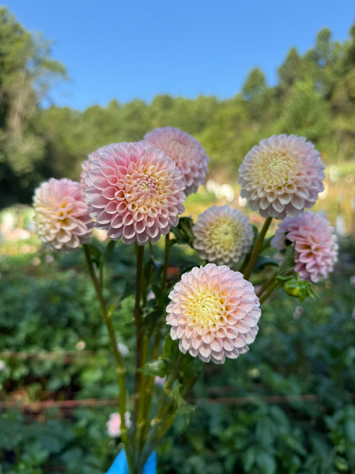 Hollyhill Pollyanna Dahlia Tuber